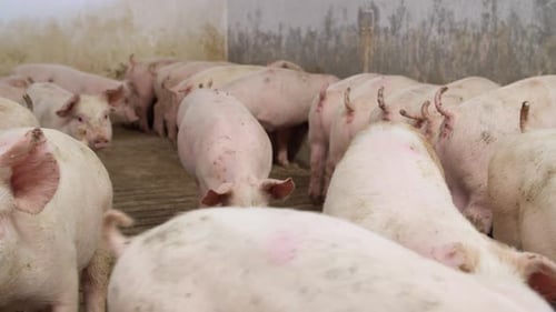 pigs on livestock farm, pigs farm, livestock farm. Modern Agricultural Pigs Farm