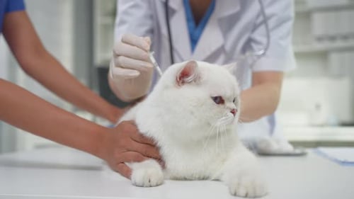 Close up of female veterinarian examine kitten at veterinary clinic.