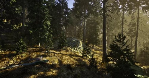 Morning Sunlight Filters Through Trees in a Serene Forest