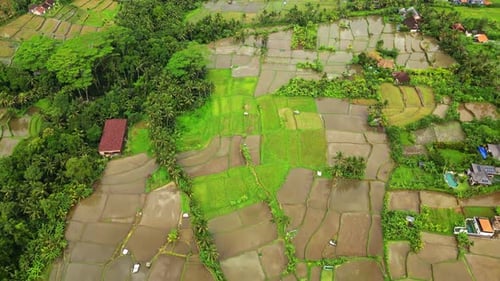 Aerial view of rice paddies and lush greenery, Indonesia.