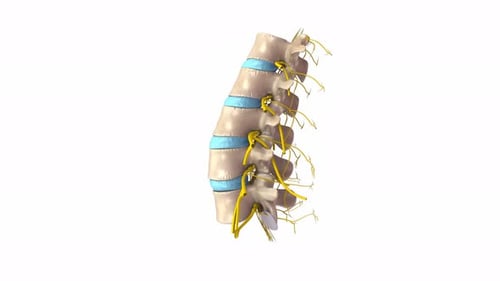 3D Lumbar Spine Vertebrae and Nerves Rotation