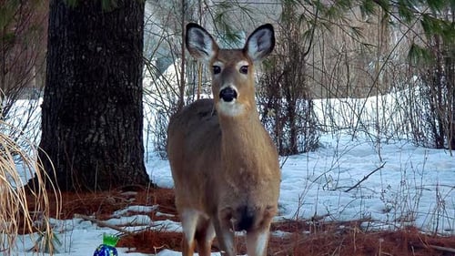 Deer in Winter Stares into Camera Surrounded by Snow
