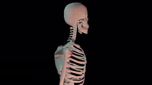 Rotierendes menschliches Skelettmodell, das die anatomische Struktur in einem medizinischen Bewegungsclip zeigt