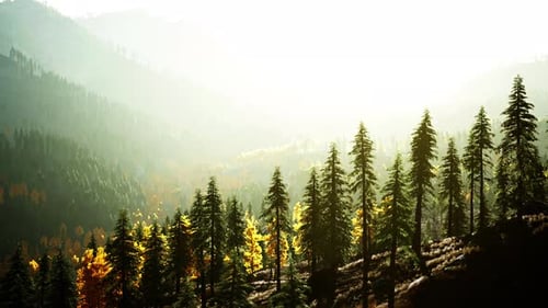 A Dense Forest Atop a Majestic Mountain Peak