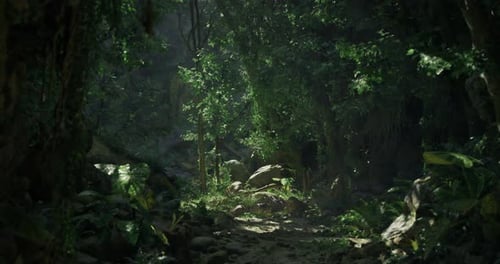 Lush Tropical Forest Path Illuminated By Sunlight Filtering Through Foliage