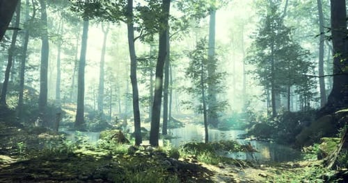 Lush Forest Landscape with Serene Pond and Dappled Sunlight in Morning Hours