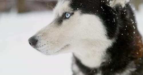 Majestic Husky Dog in Winter Snowfall