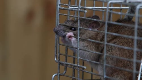 Eine braune Ratte, Rattus norvegicus, versucht, sich aus einer metallenen Lebendfalle herauszunagen.
Großbritannien