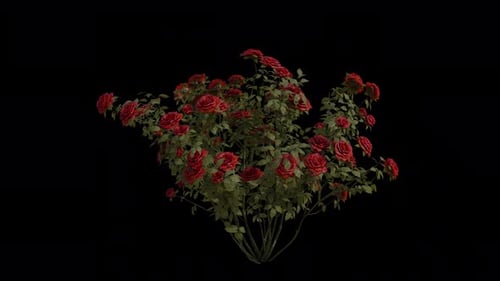 Französische Rose weht im Wind Loop-Animation. Alpha-Kanal