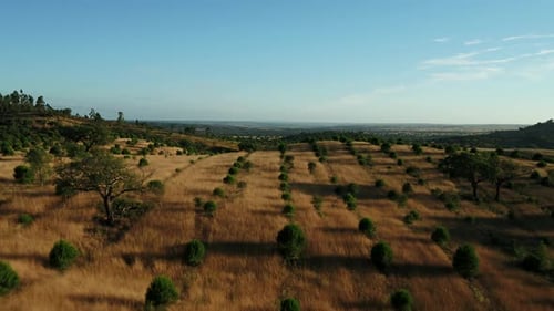Olivenbaumplantage in Portugal 4K