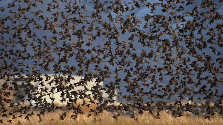 Massive Flock of Birds Flying in Formation, Nature Stock Footage ft ...