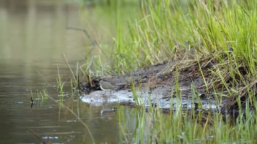 Flussuferläufer sucht im Frühling im Schlamm des Flussufers nach Nahrung