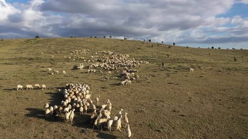 Vue aérienne d'un troupeau de moutons sur la colline