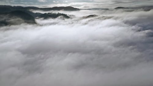Thick white fog is slowly floating in the valley revealing dense pine forest. Mist from the earth un