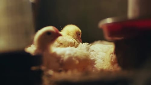Adorable Baby Chicks Cuddle Together on Farm