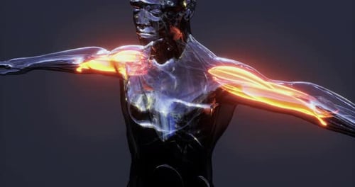 Human Body Muscle System 3D Medical Animation