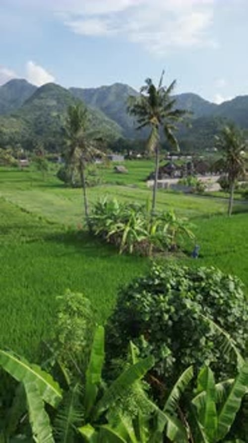 The mountain landscape on the background of palm trees and corn field, Agung volcano Indonesia