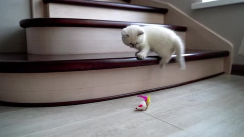 White Kitten Playfully Bats at Toy Mouse Indoors