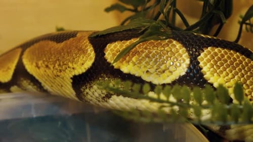 Un python étrangle un serpent tenu par un homme