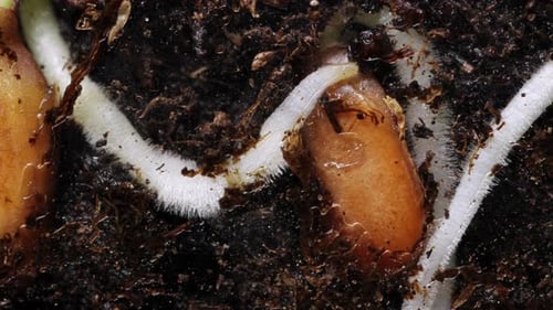 Panoramic Macro of Growing Roots From Flax Seeds Underground Side View in Timelapse Mode