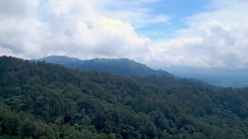 Aerial View on Forest Nature and Green Wood Trees in Fog Landscape of Mountains