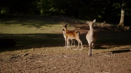 Deers standing and looking in open meadow
