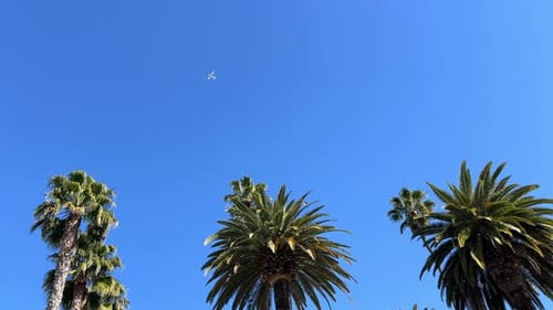 Palm Trees and Airplane against Blue Sky
