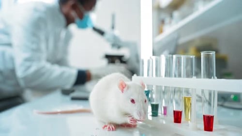 White Rat in Lab Setting with Test Tubes