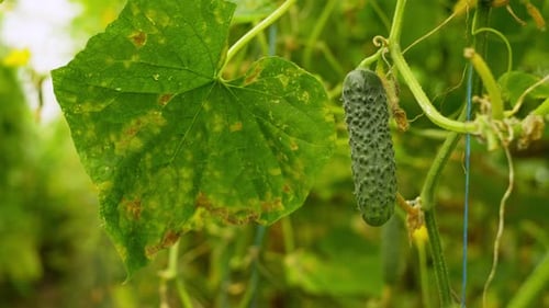 A Green Fragrant Cucumber is Ripening on a Branch in the Greenhouse