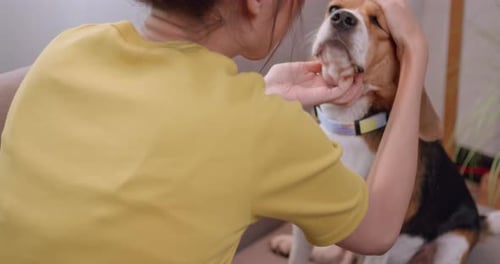 Affectionate Woman Training her Cute Beagle at Home