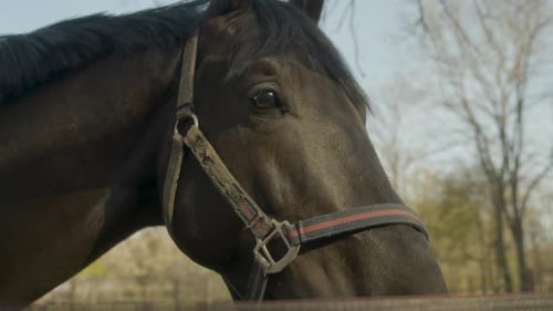 Close up of a horse standing outside in a field