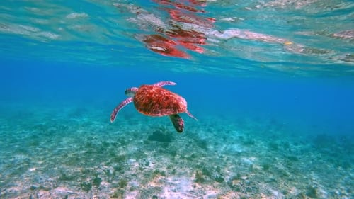 Beautiful Nature Wildlife Sea Turtle Swim in Blue Water Ocean