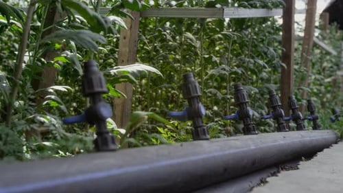 Drip Irrigation System in Greenhouse with Lush Plants