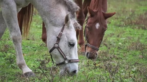 Close up of a white and brown horse nibbling at close-cropped grass.