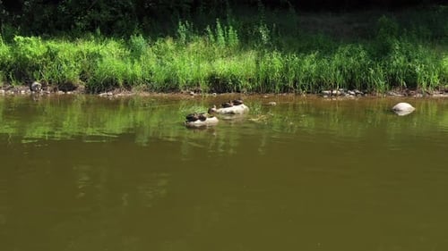 VUE AÉRIENNE : Emménagement dans la famille de canards au repos avec des canetons assis sur la rivière Rock, près de la R