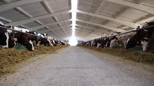 Camera Moving Along Path on Cowshed with Cattle Which Eating Hay Long Row of Cows Feeding By Dry
