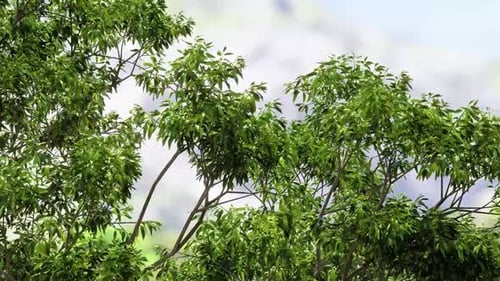 Photorealistic Tree Close-Up footage in FullHD format