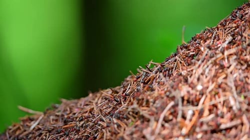 Large Anthill wird in Nahaufnahme gedreht