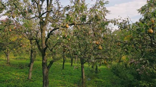 Pears on the Tree
