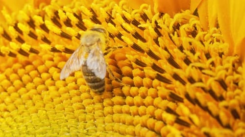 Macro View of Sunflower Plant with Honey Bee Collecting Nectar in Blooming Field
