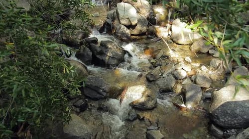 Beautiful Flowing Stream Framed between the Leaves