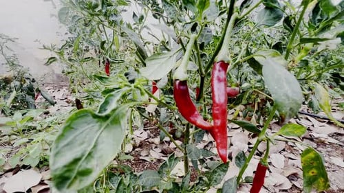 Chillies at chilli tree with green leaves, healthy fresh food for those who like spicy food in india