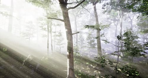 Sunlight Filtering Through Trees in a Serene Forest During Morning Hours