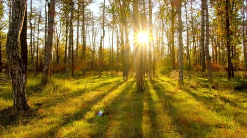 View of Sun Beams between pine trees. Sunset rays between trees in autumn forest.