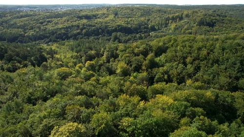Dense forested green lush canopy in forest near Gdynia Poland, aerial overview