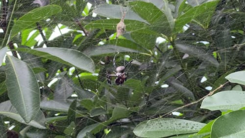 Die Spinne ernährt sich in ihrem aufwendig gewebten Netz aktiv von ihrer Beute.