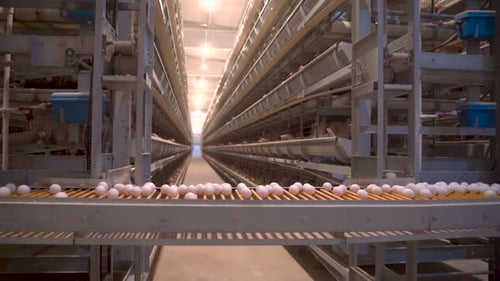 Hens and eggs in cages industrial farm 4K