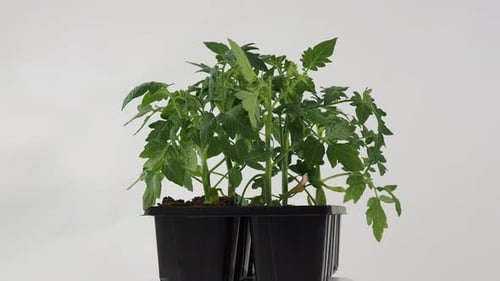 Starter Tray of Young Tomato Plants