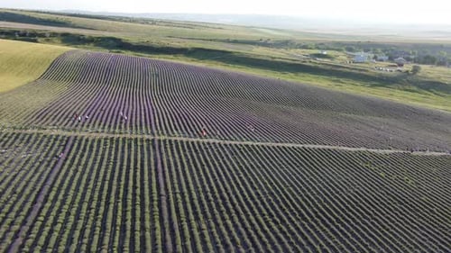 Lavender Field with People Working Aerial View