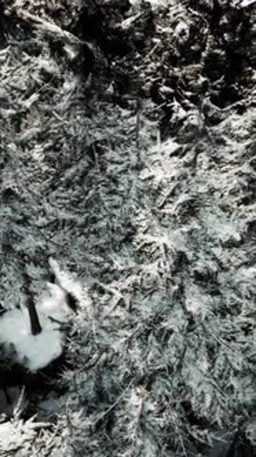 Snow Covered Trees in Black and White
